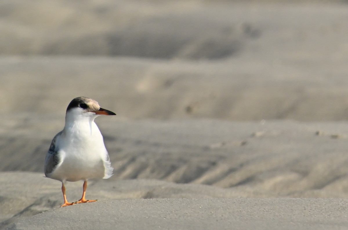 Common Tern - ML638949632