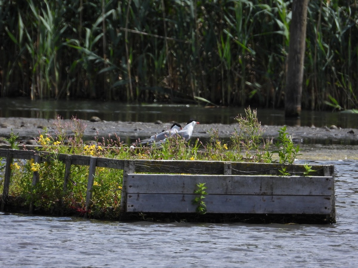 Common Tern - ML638949651