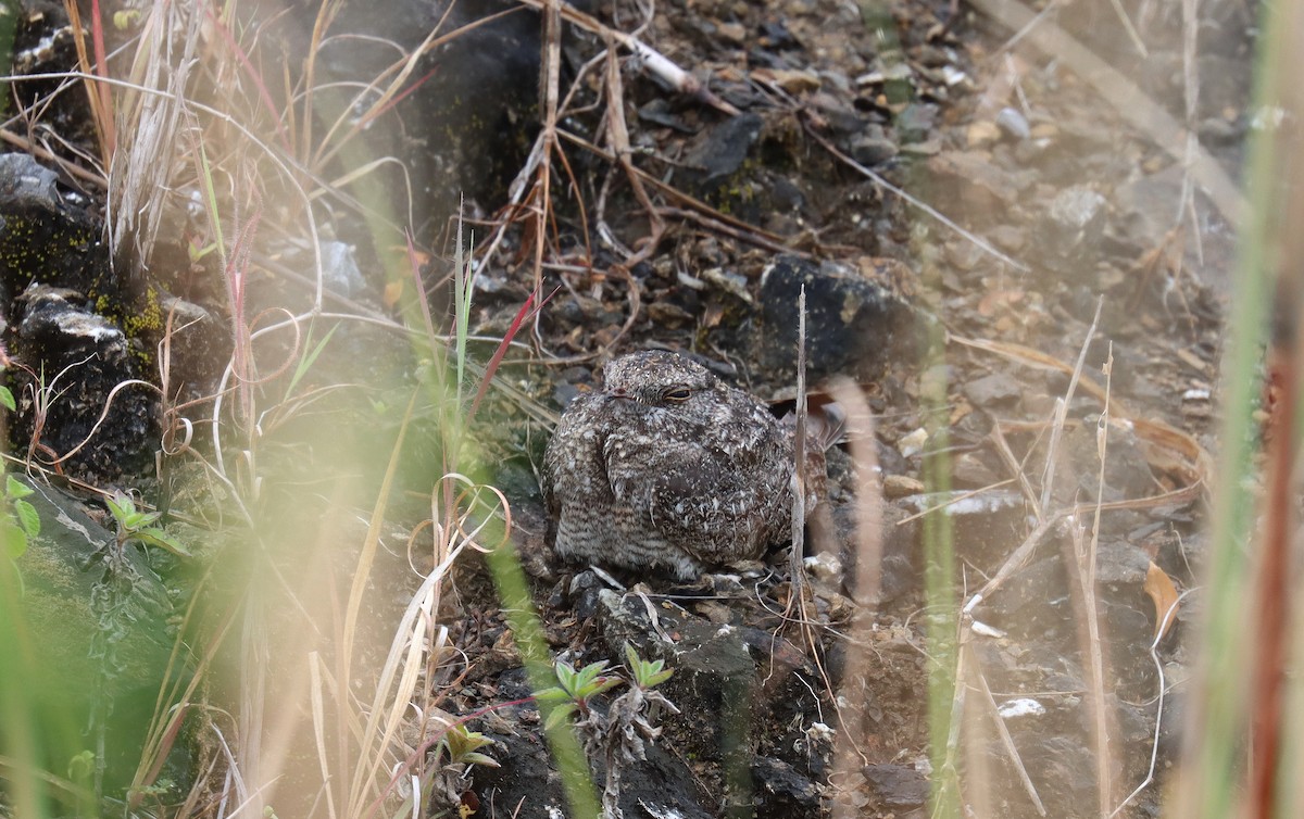 Chirruping Nightjar - ML638949659