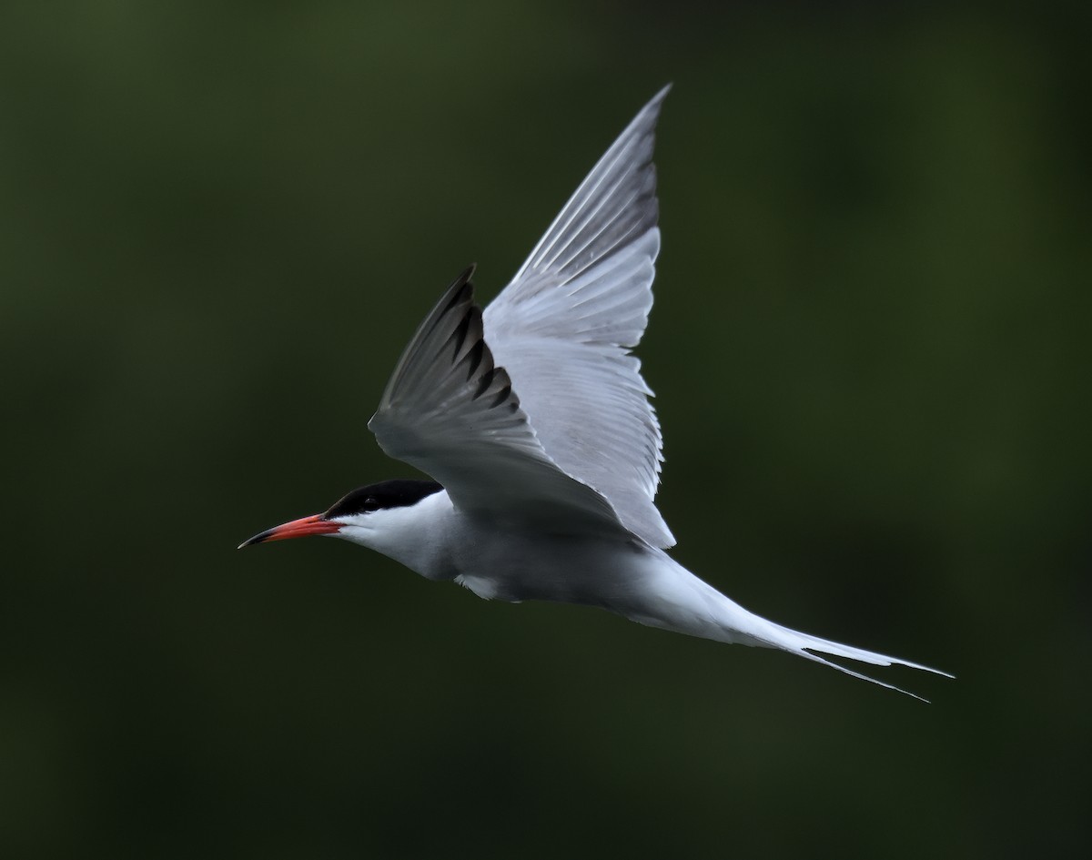 Common Tern - ML638949697