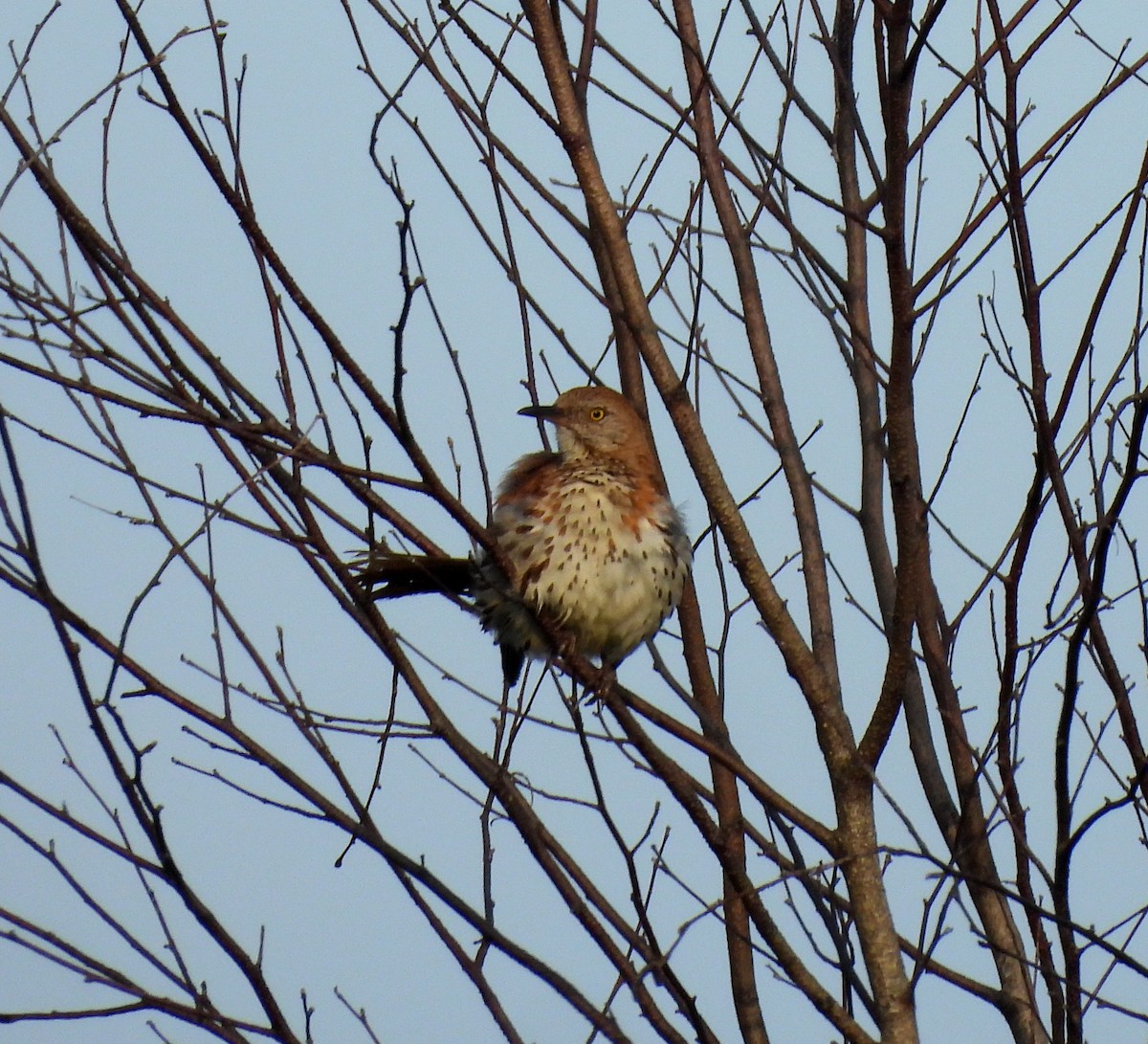Brown Thrasher - ML638949701