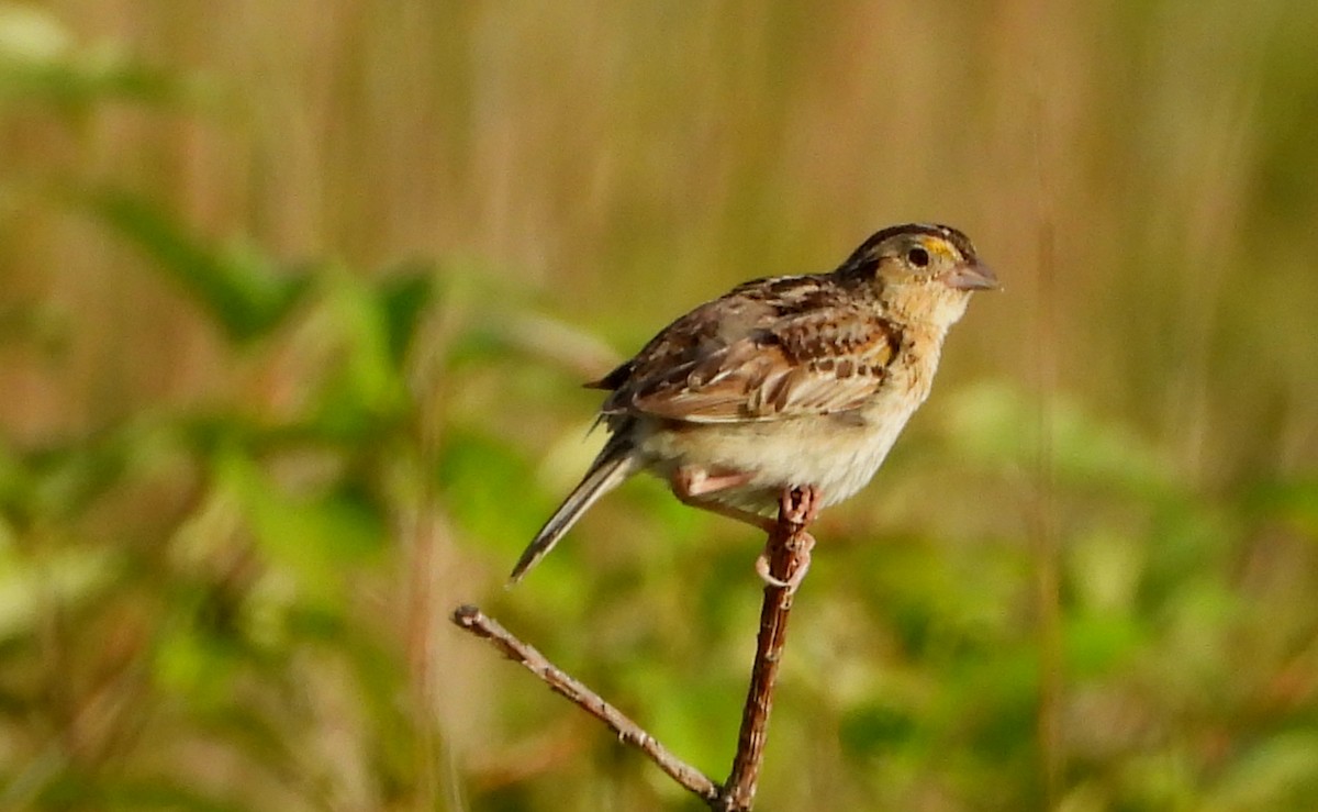 Grasshopper Sparrow - ML638949708