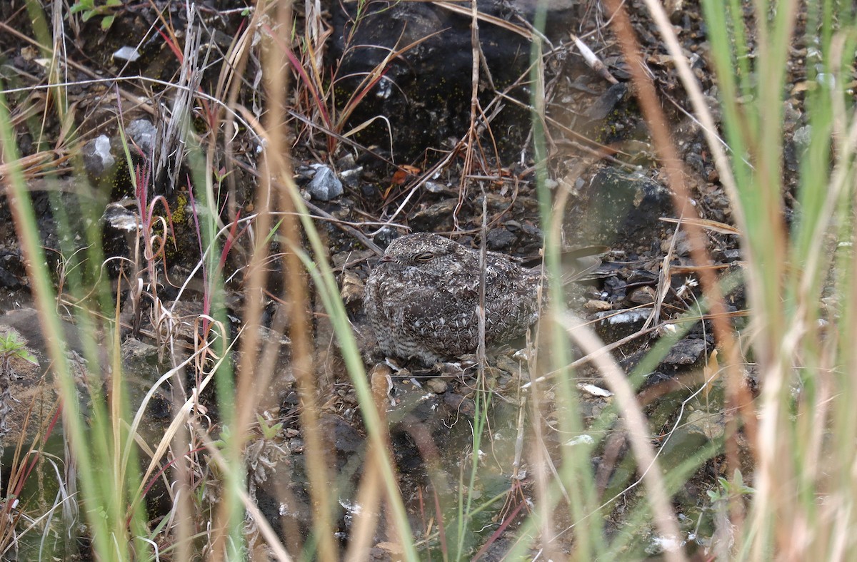 Chirruping Nightjar - ML638949764