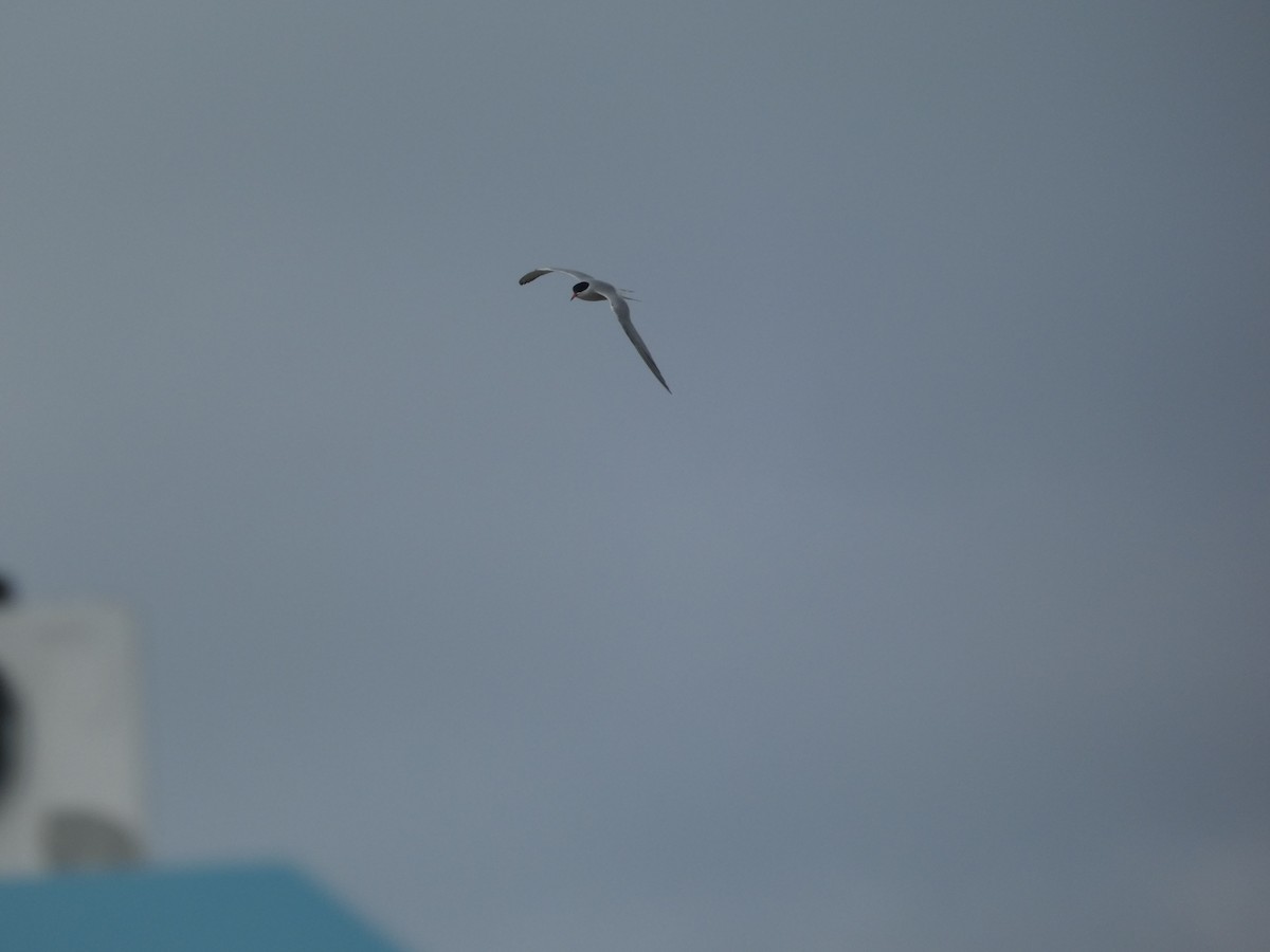 Common Tern - ML638949782