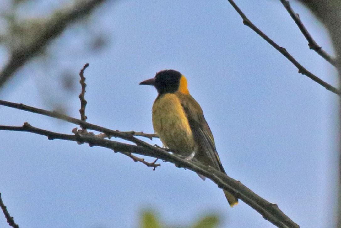 Black-winged Oriole - ML638949783