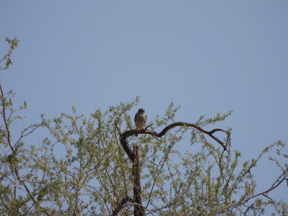 American Kestrel - ML638949785