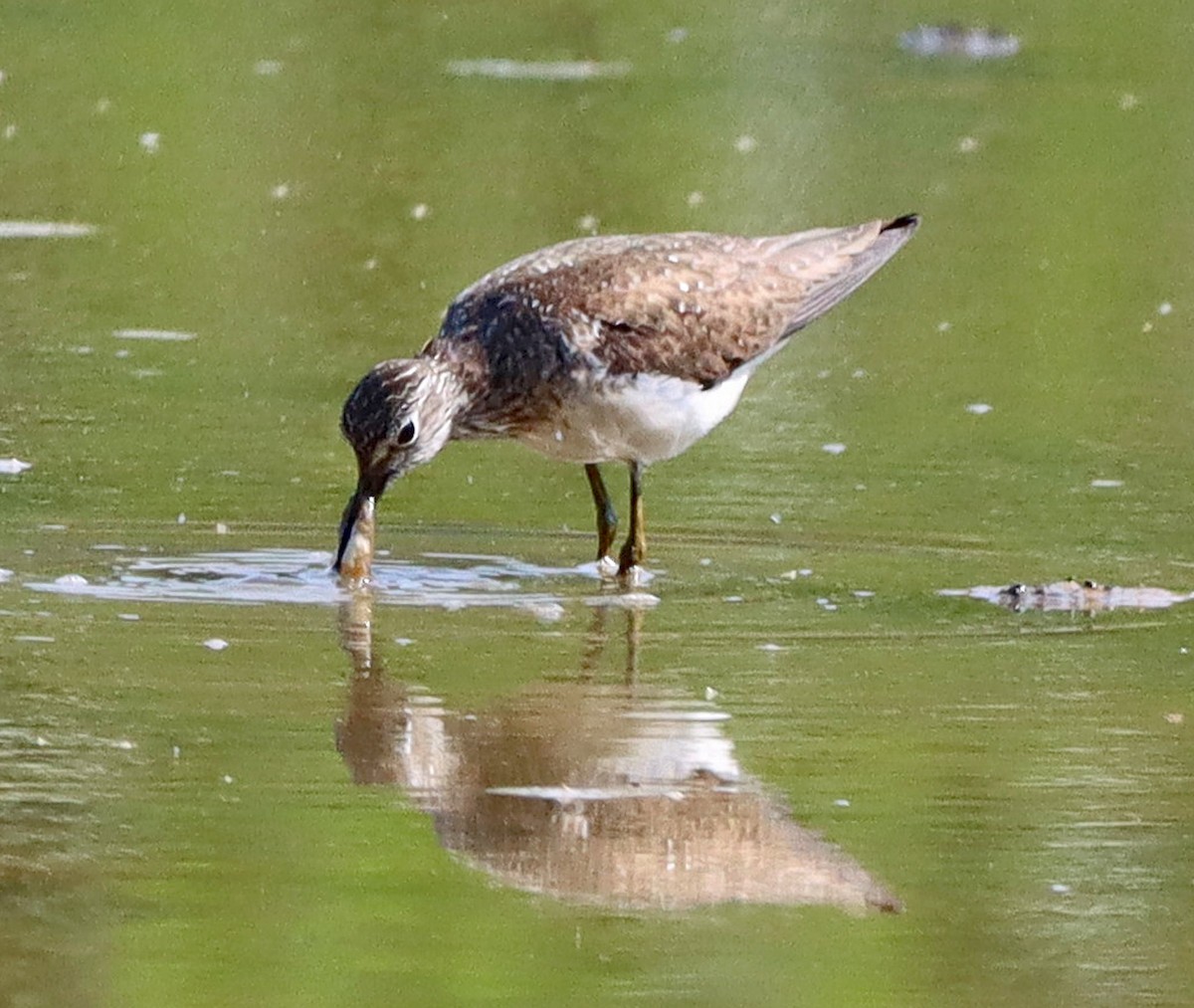 Solitary Sandpiper - ML638949824