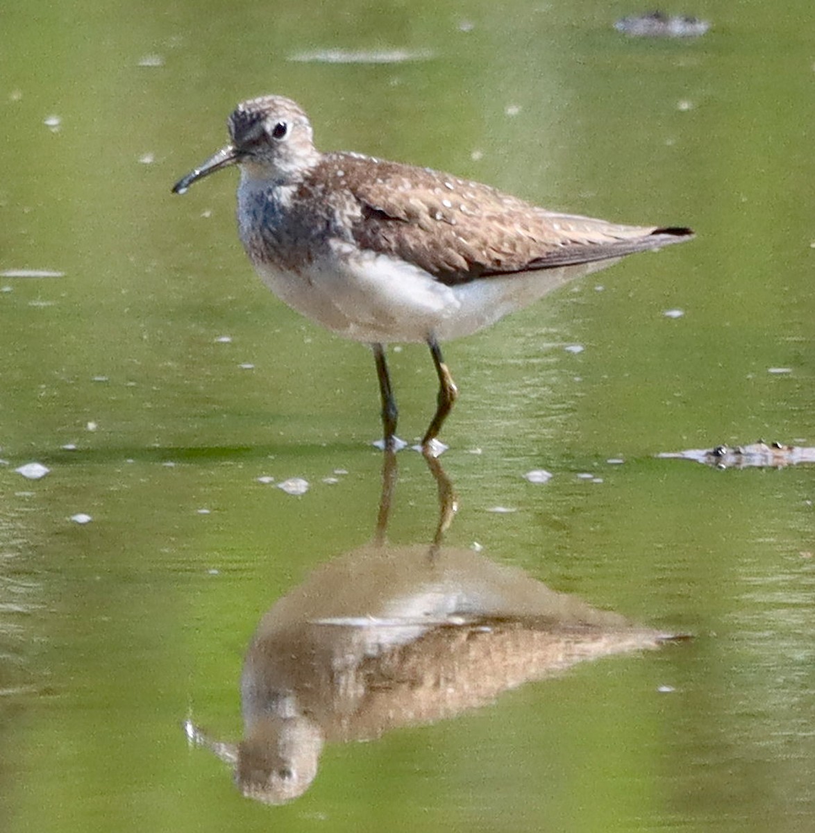 Solitary Sandpiper - ML638949828