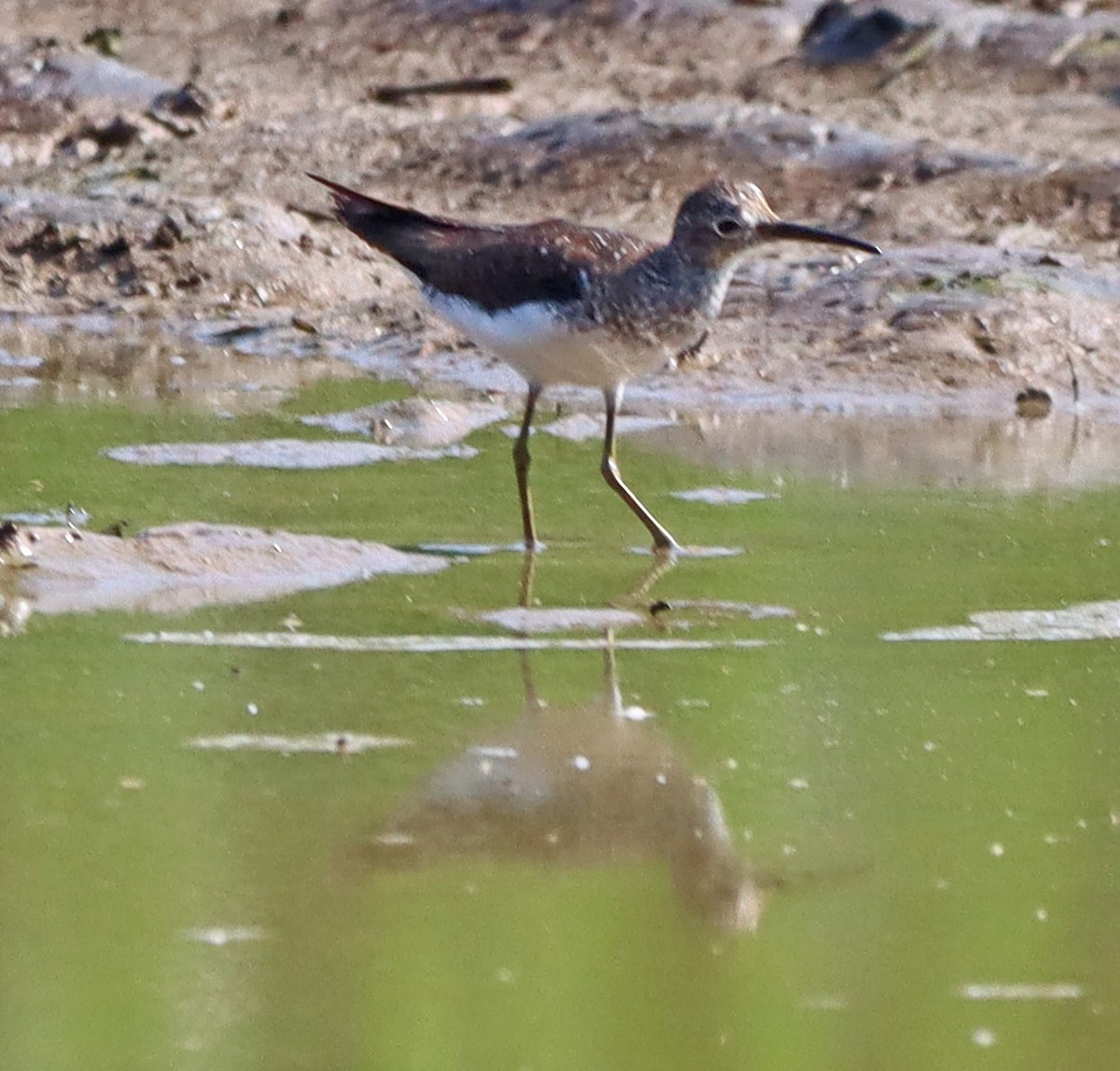 Solitary Sandpiper - ML638949835