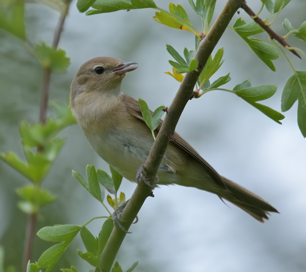 Garden Warbler - ML638949839
