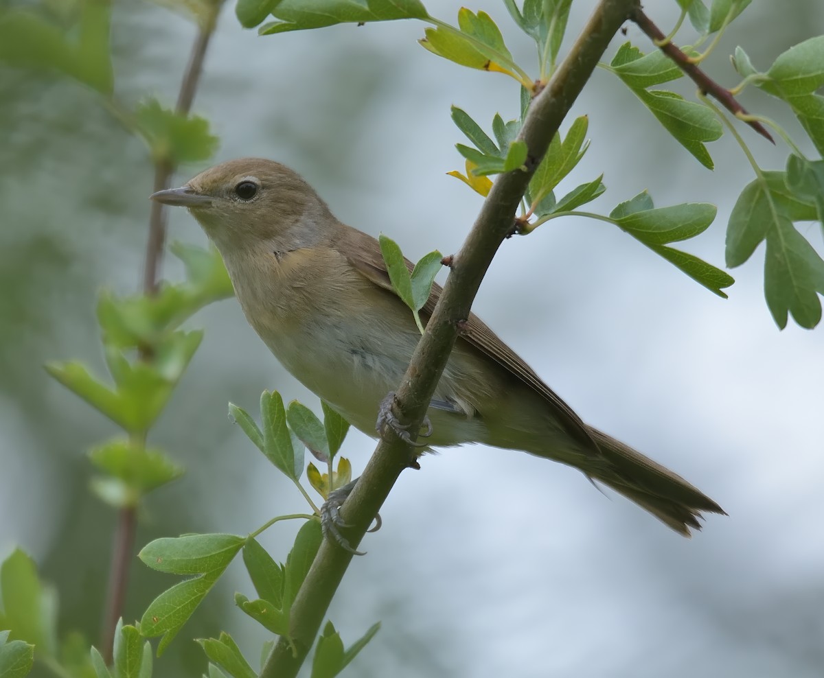 Garden Warbler - ML638949840