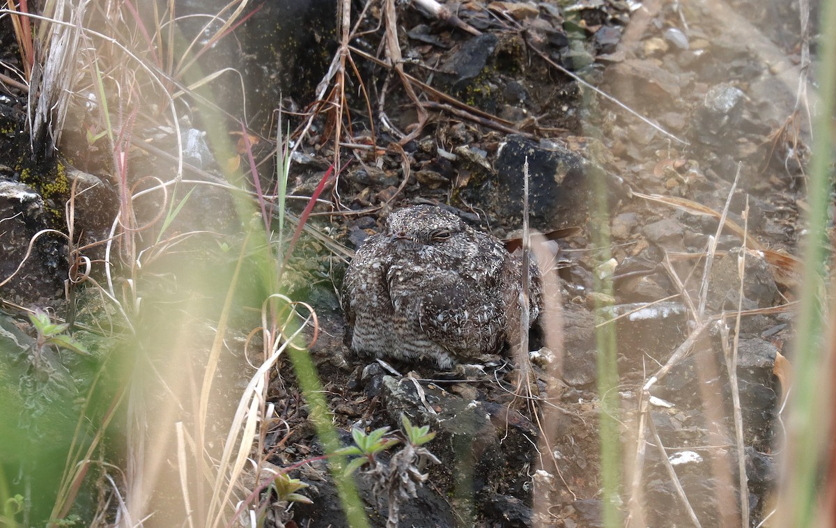 Chirruping Nightjar - ML638949853