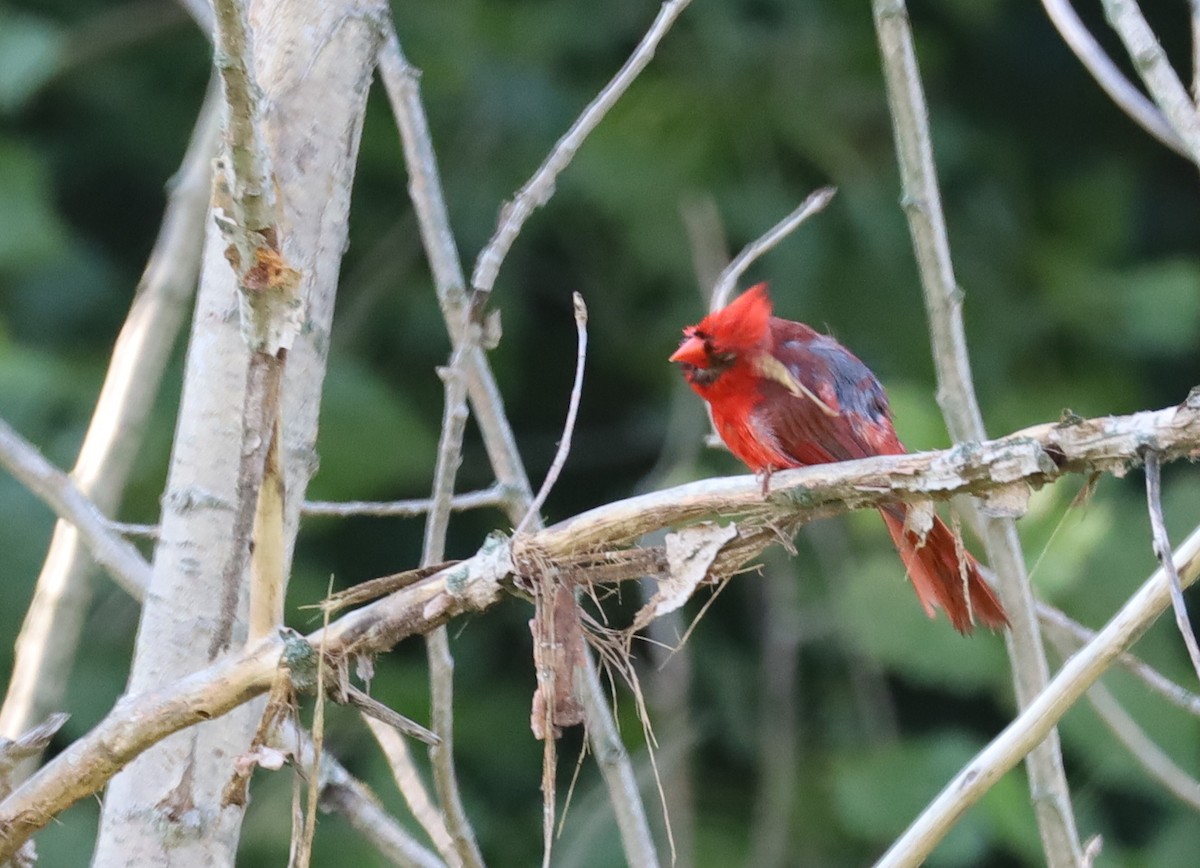 Cardinal rouge - ML638949862