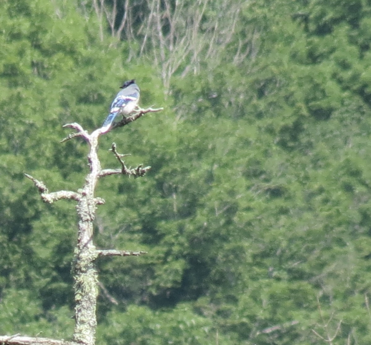 Blue Jay - ML638949887
