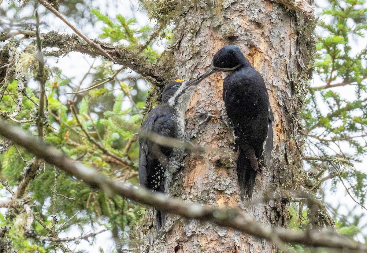 Black-backed Woodpecker - ML638949904