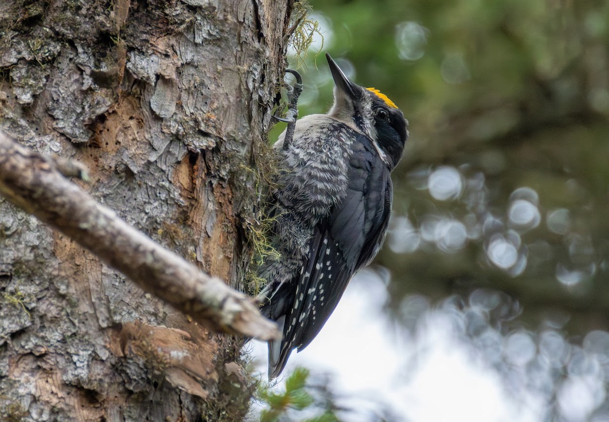 Black-backed Woodpecker - ML638949911