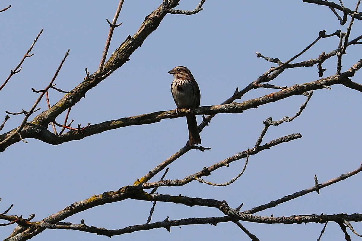 Song Sparrow - ML638949919