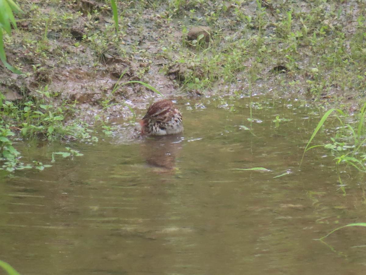 Song Sparrow - ML638949936