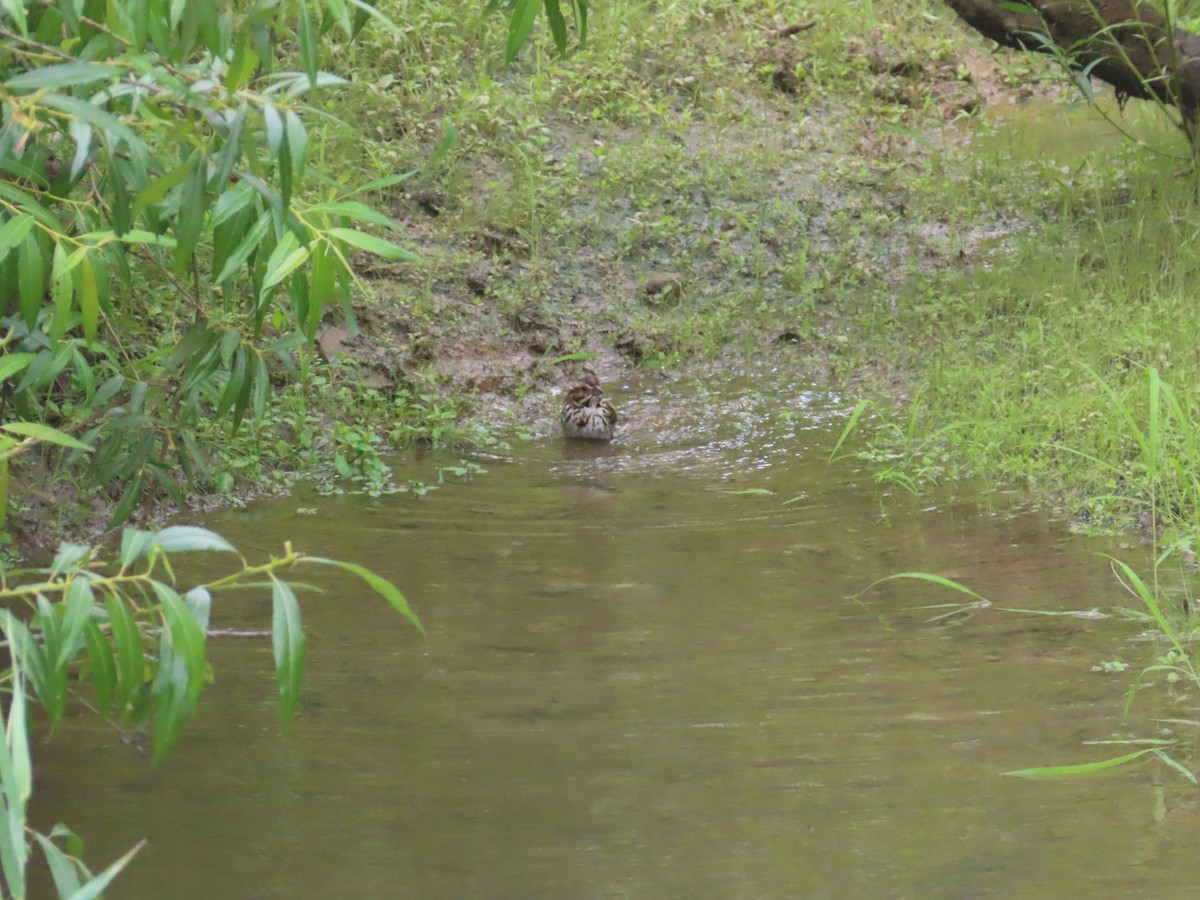 Song Sparrow - ML638949937