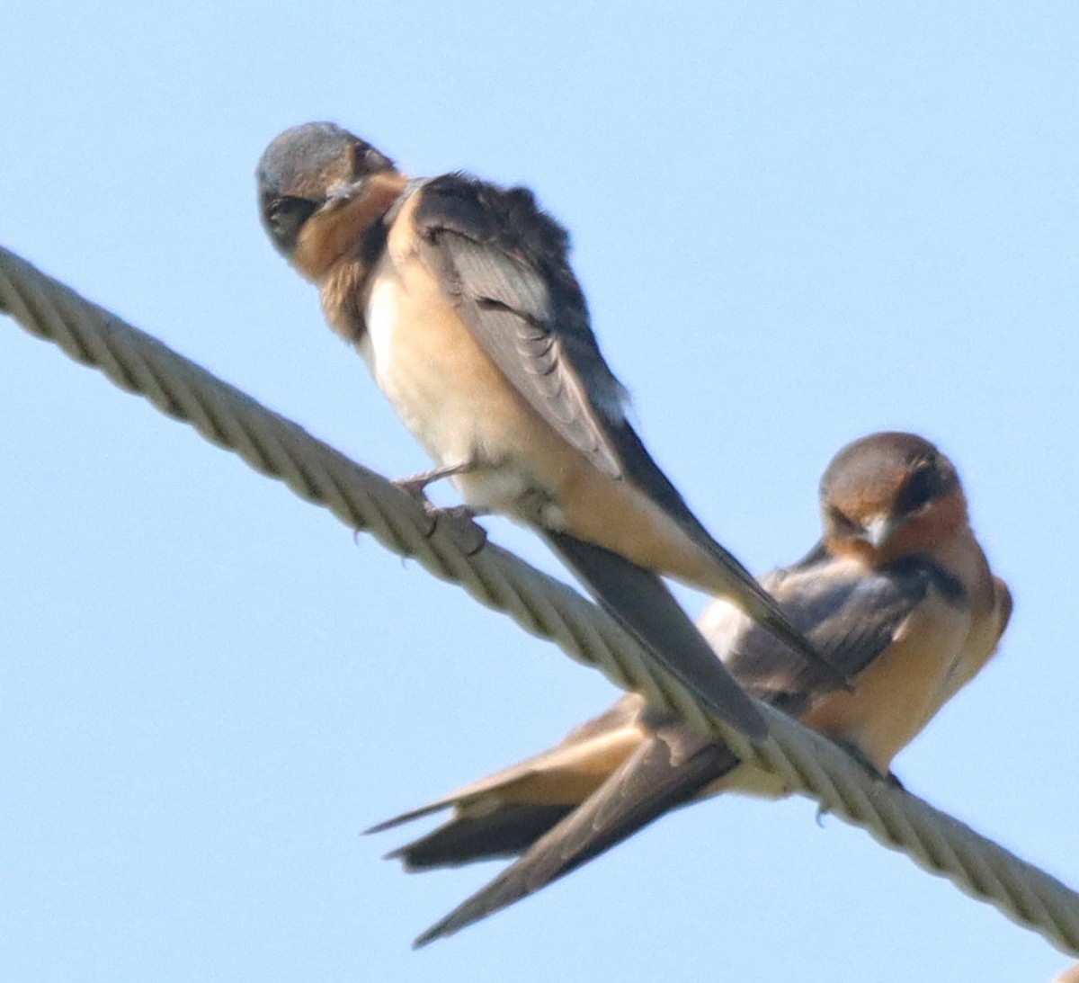 Golondrina Común - ML638949938