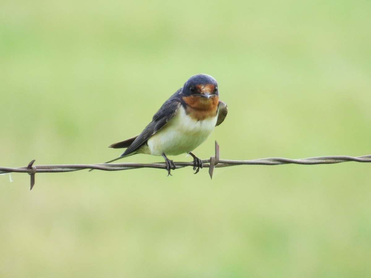 Golondrina Común - ML638949939