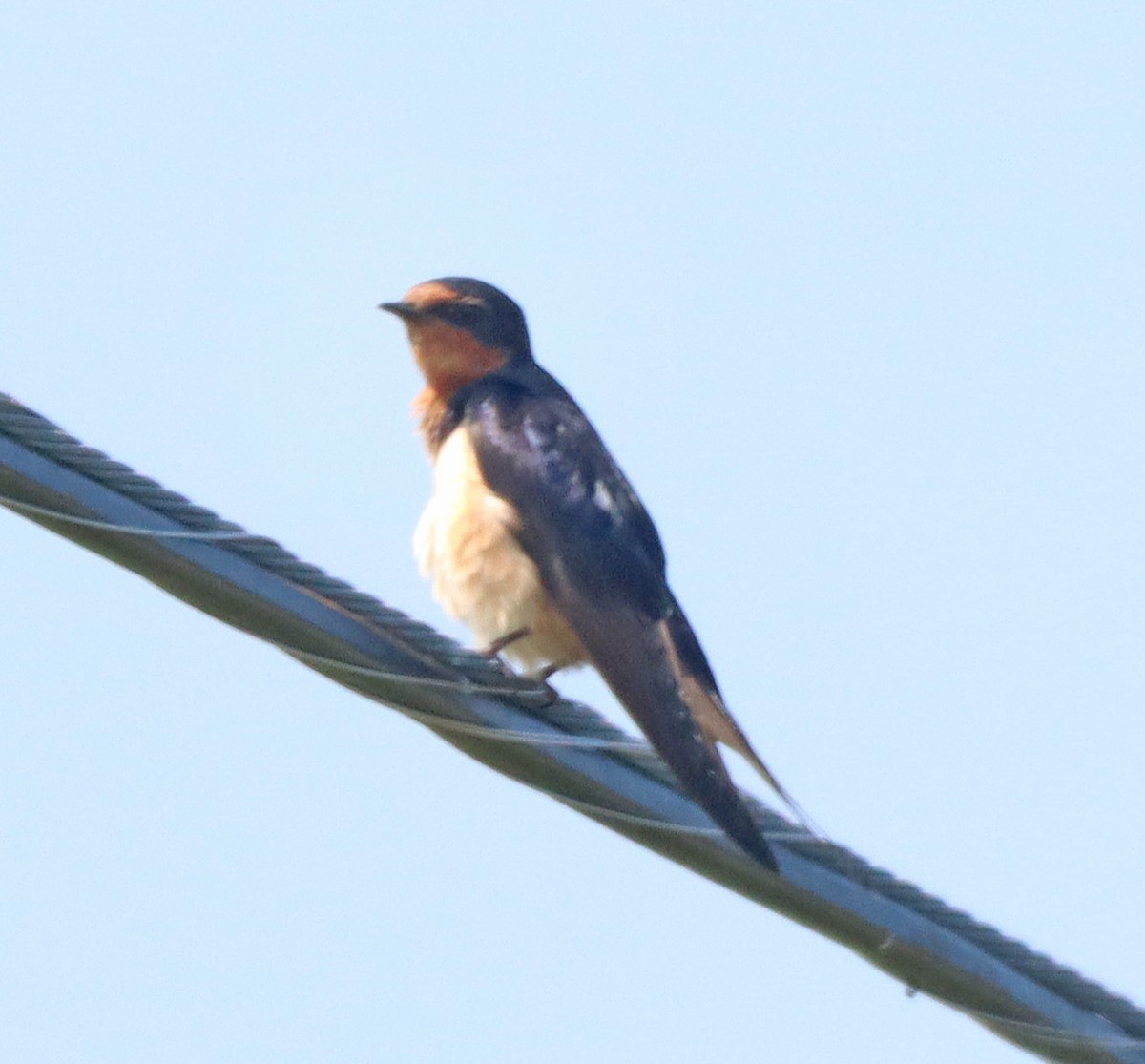 Golondrina Común - ML638949941