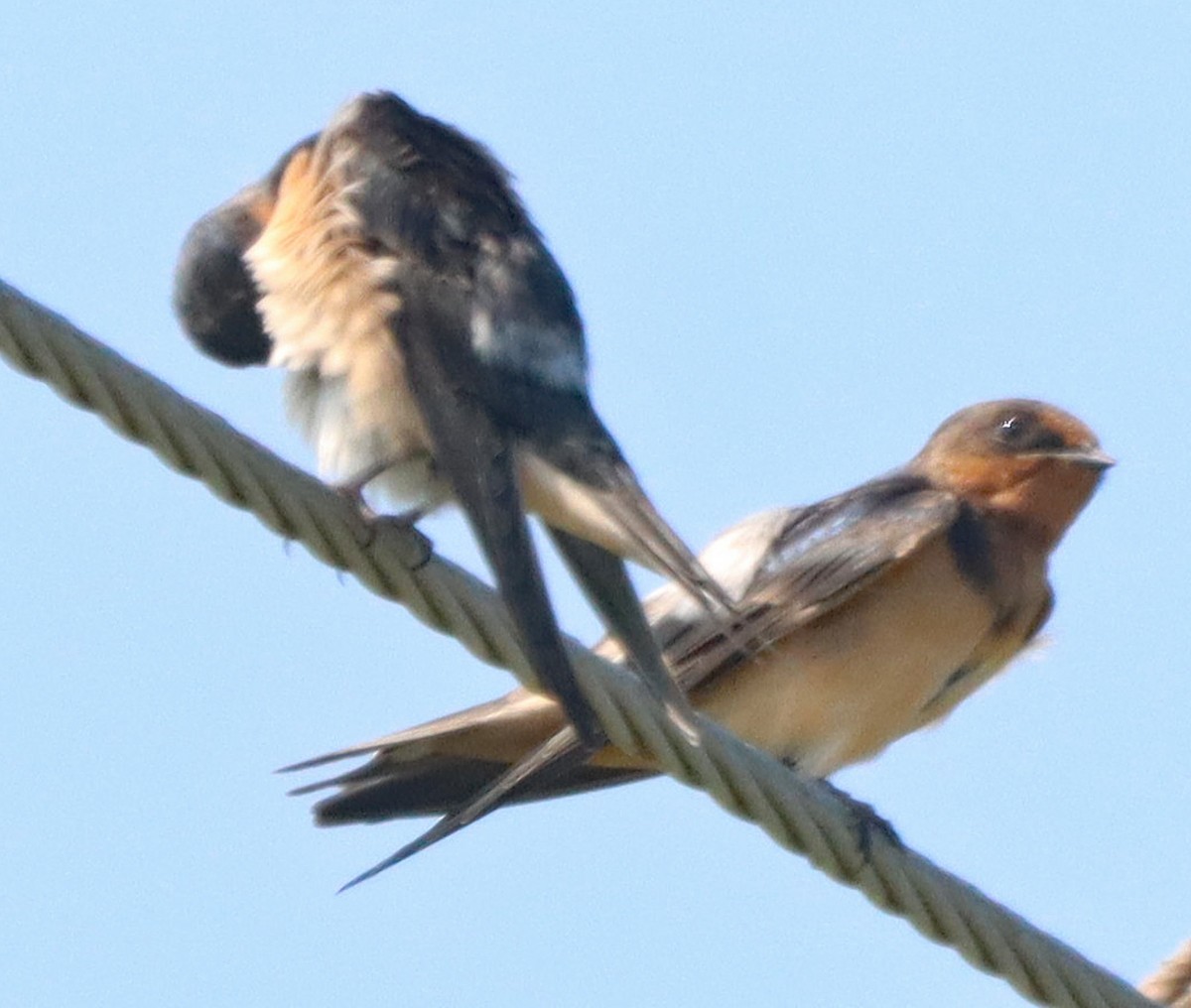 Golondrina Común - ML638949942