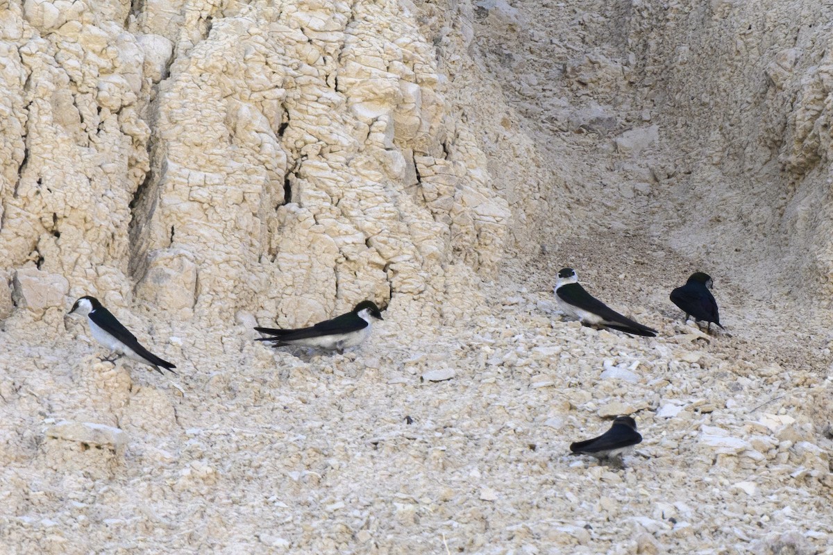 Yeşil-Mor Kırlangıç - ML638949947