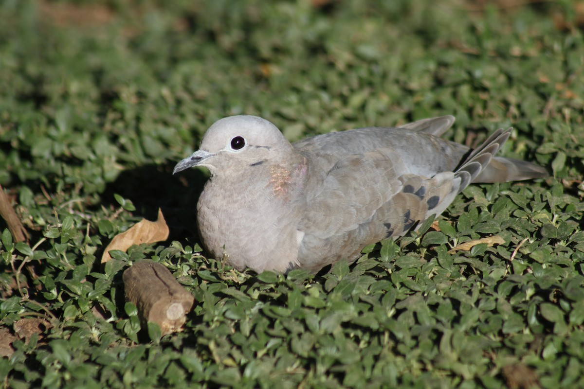 Eared Dove - ML638949964
