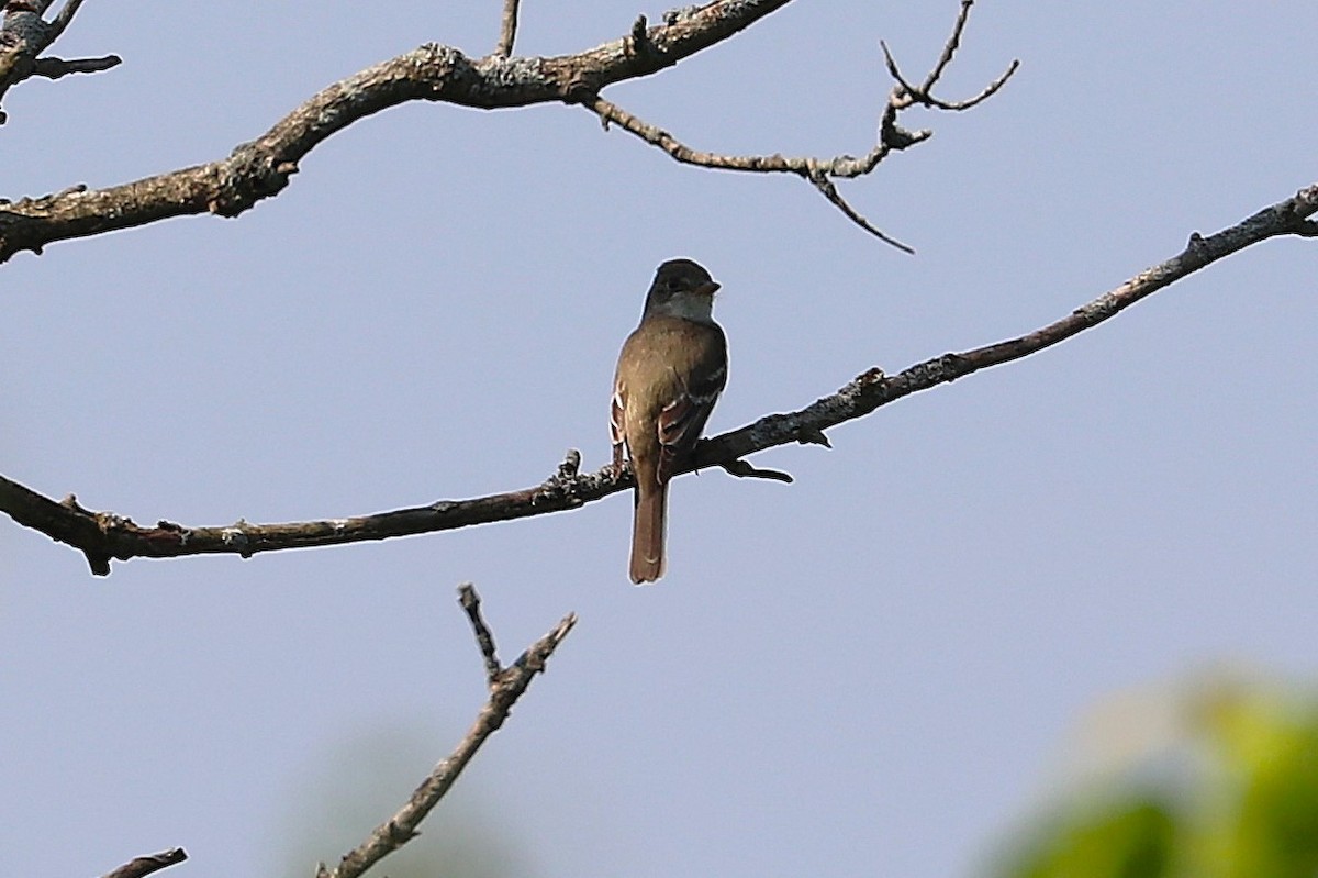 Willow Flycatcher - ML638949988