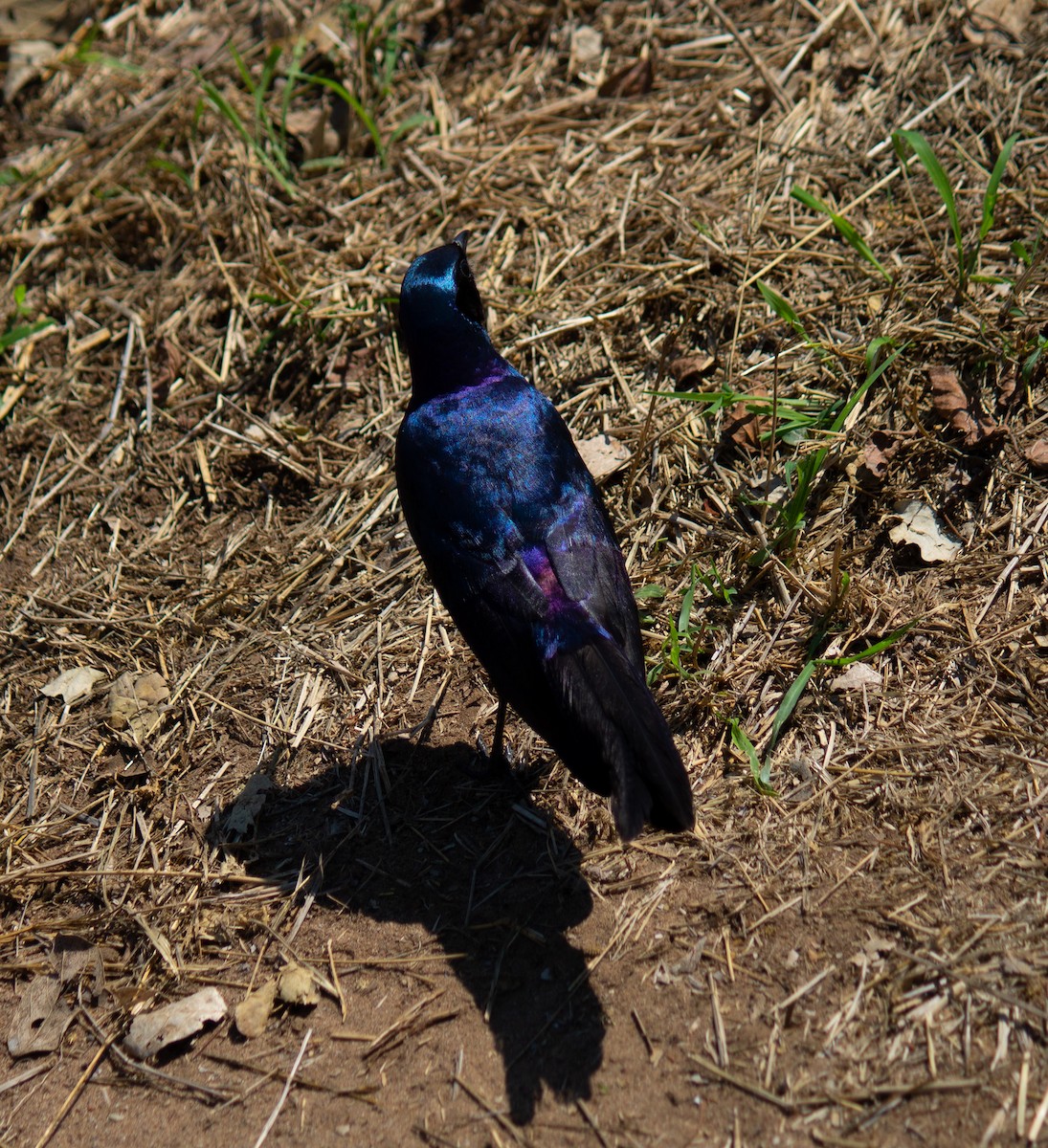 Greater Blue-eared Starling - ML638949992