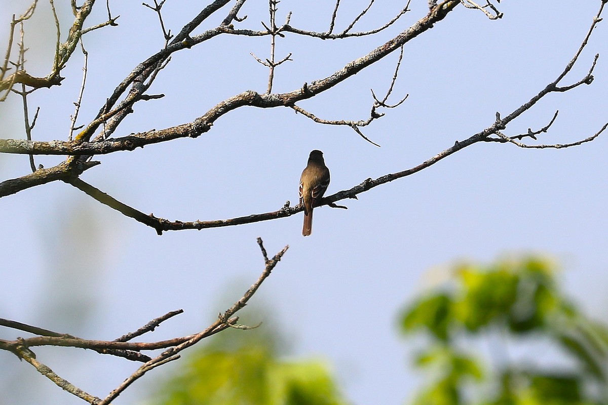 Willow Flycatcher - ML638950007