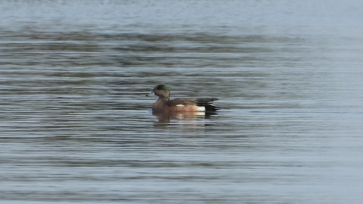 American Wigeon - ML638950022
