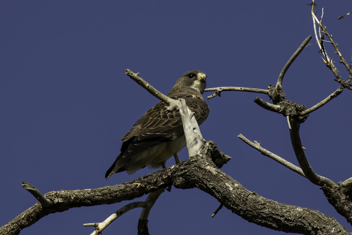 Swainson's Hawk - ML638950026