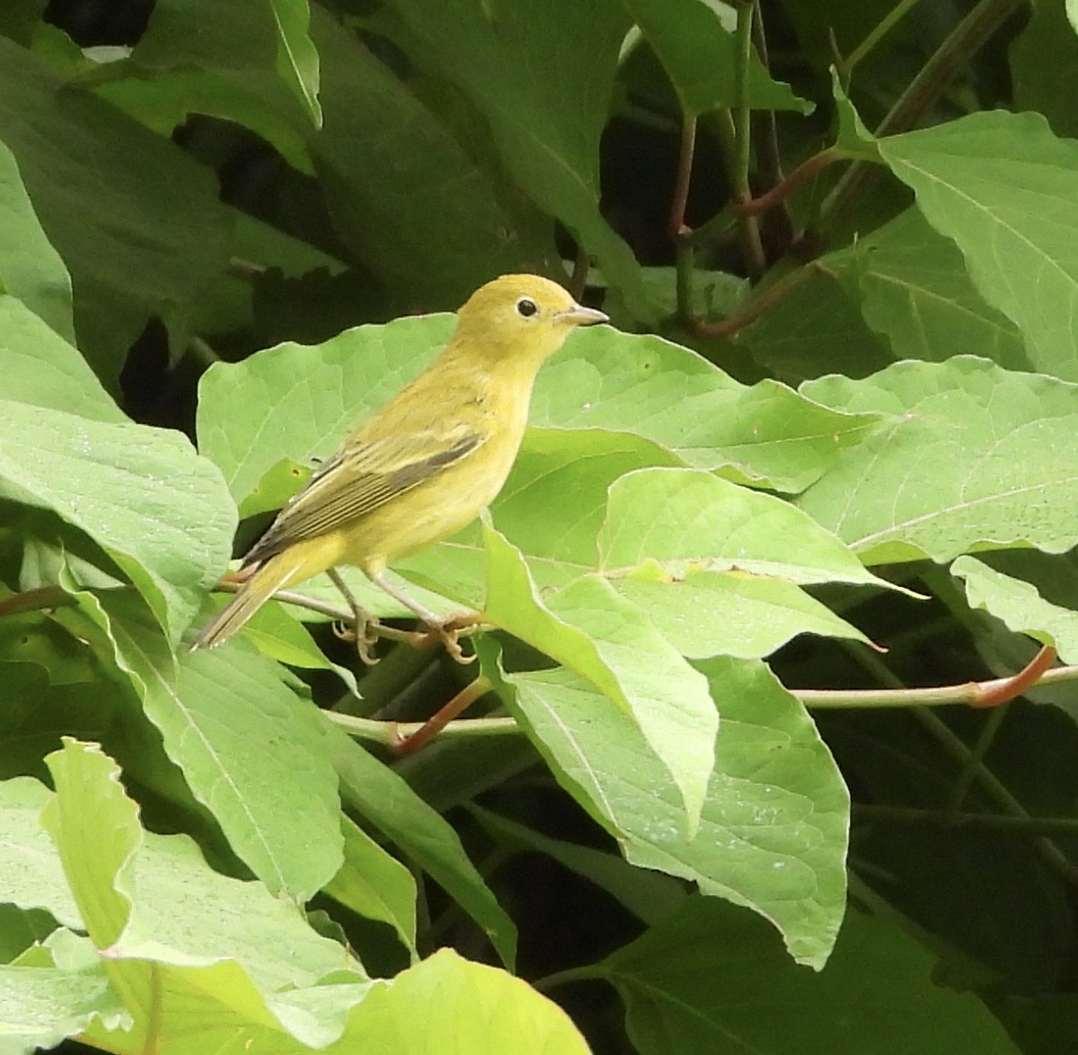 Yellow Warbler - ML638950029