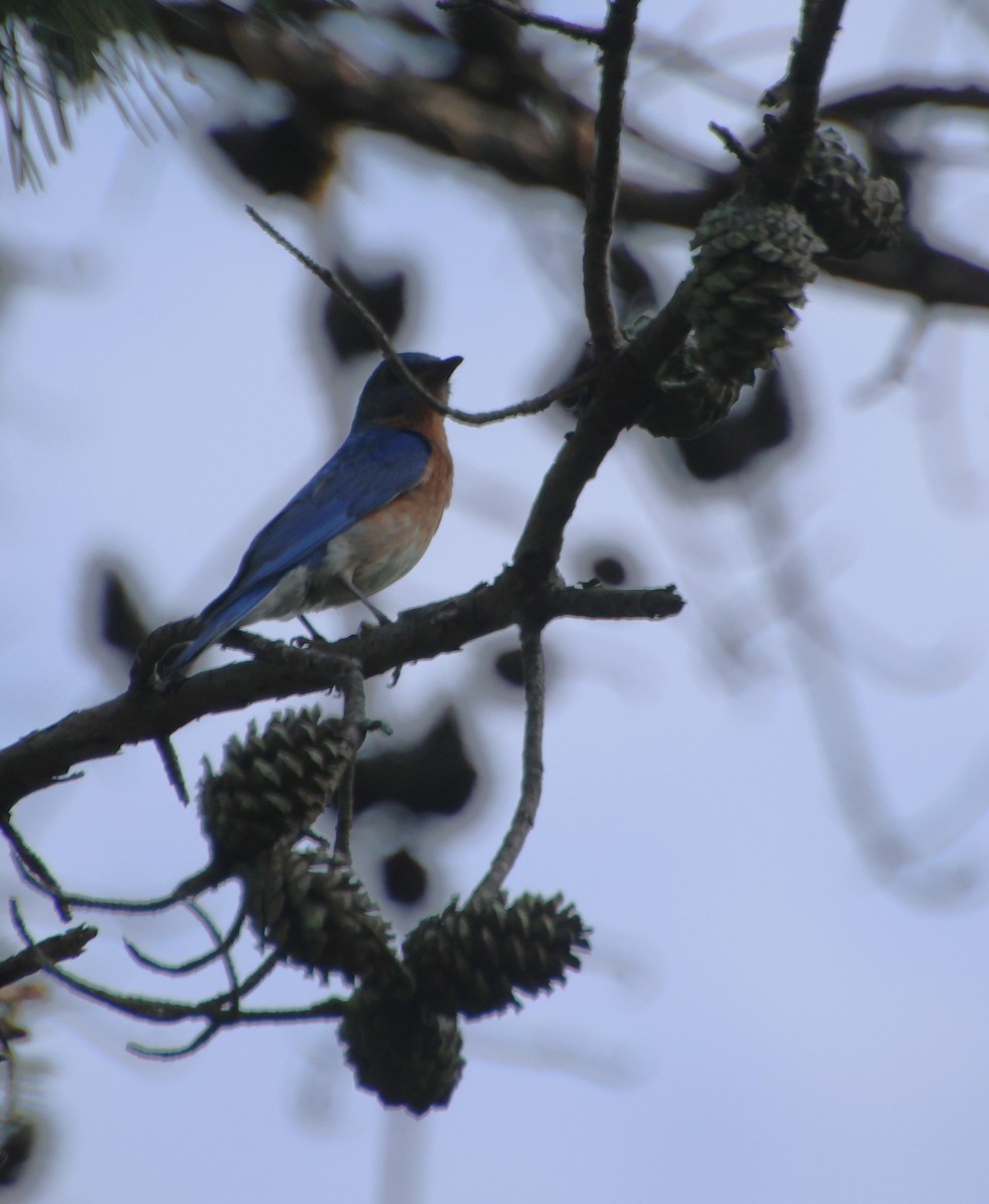 Eastern Bluebird - ML638950037