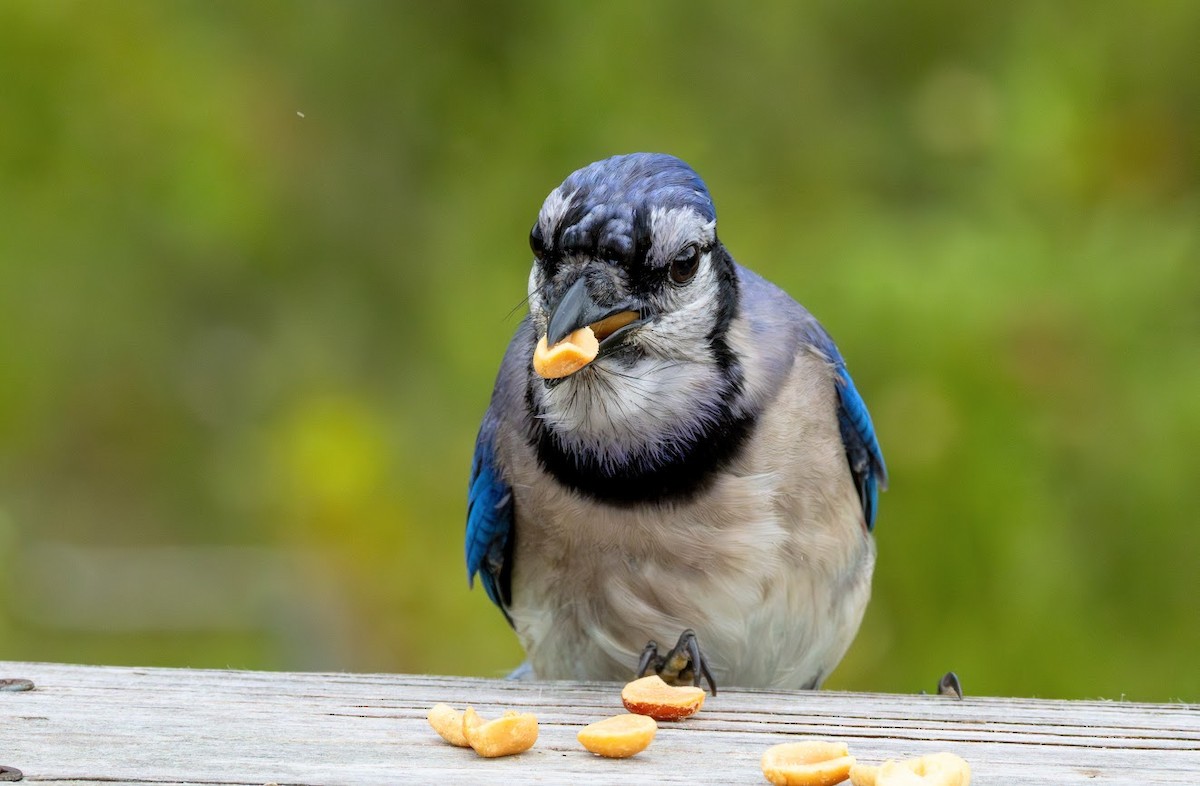 Blue Jay - ML638950052