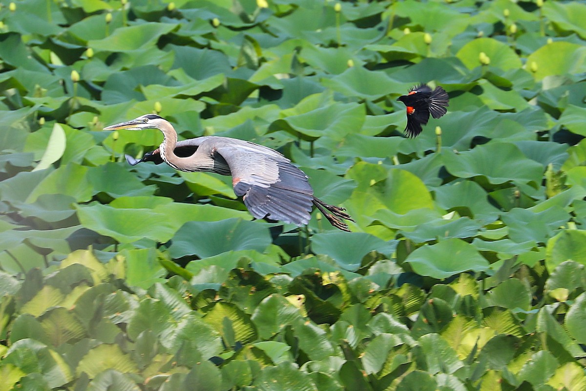 Great Blue Heron - ML638950054