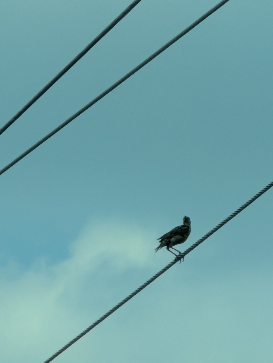 Western Meadowlark - ML638950059