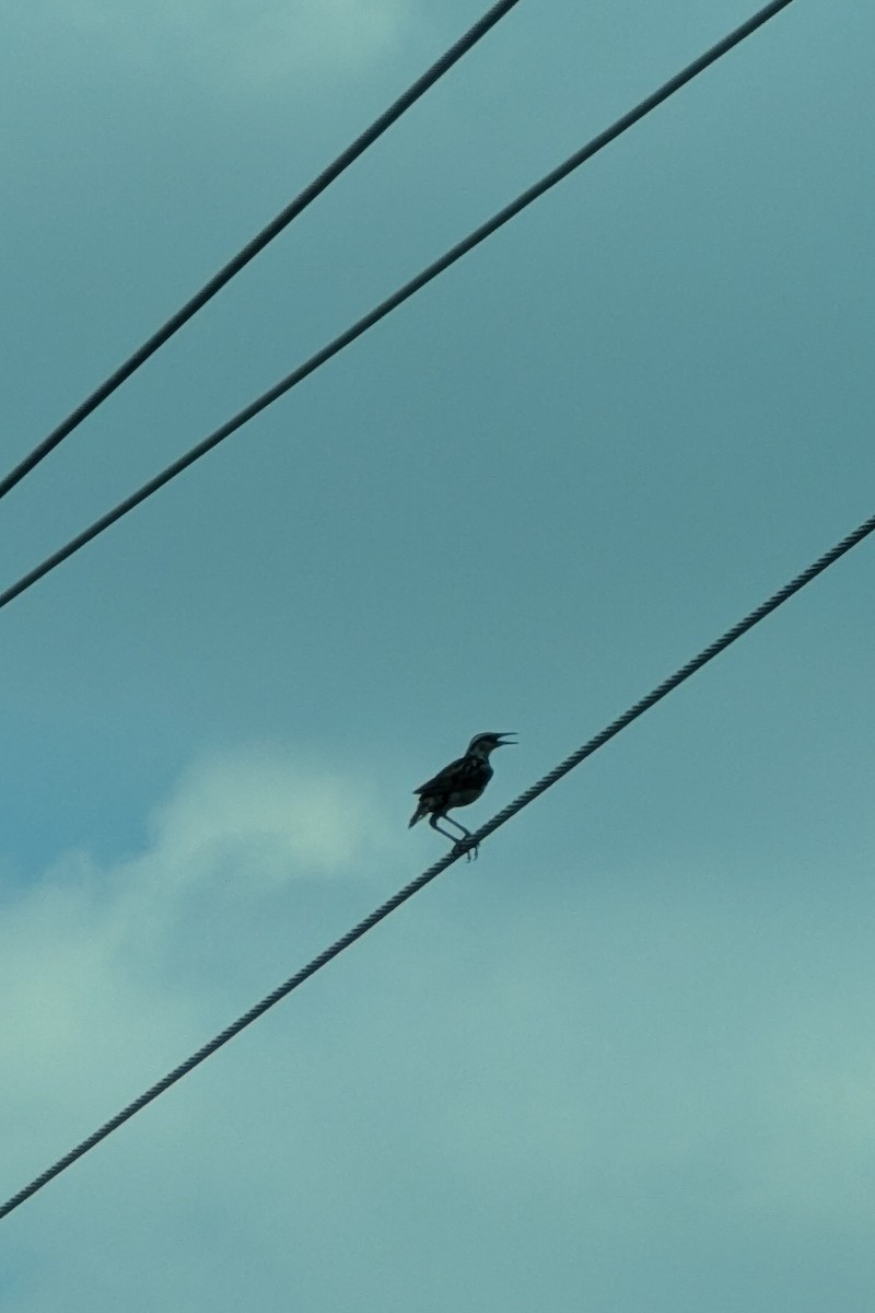 Western Meadowlark - ML638950060