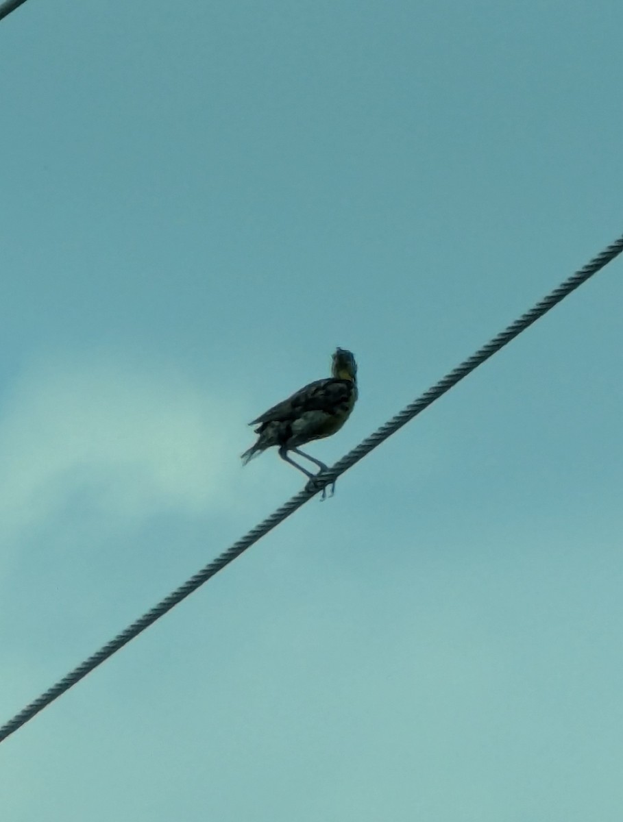 Western Meadowlark - ML638950061