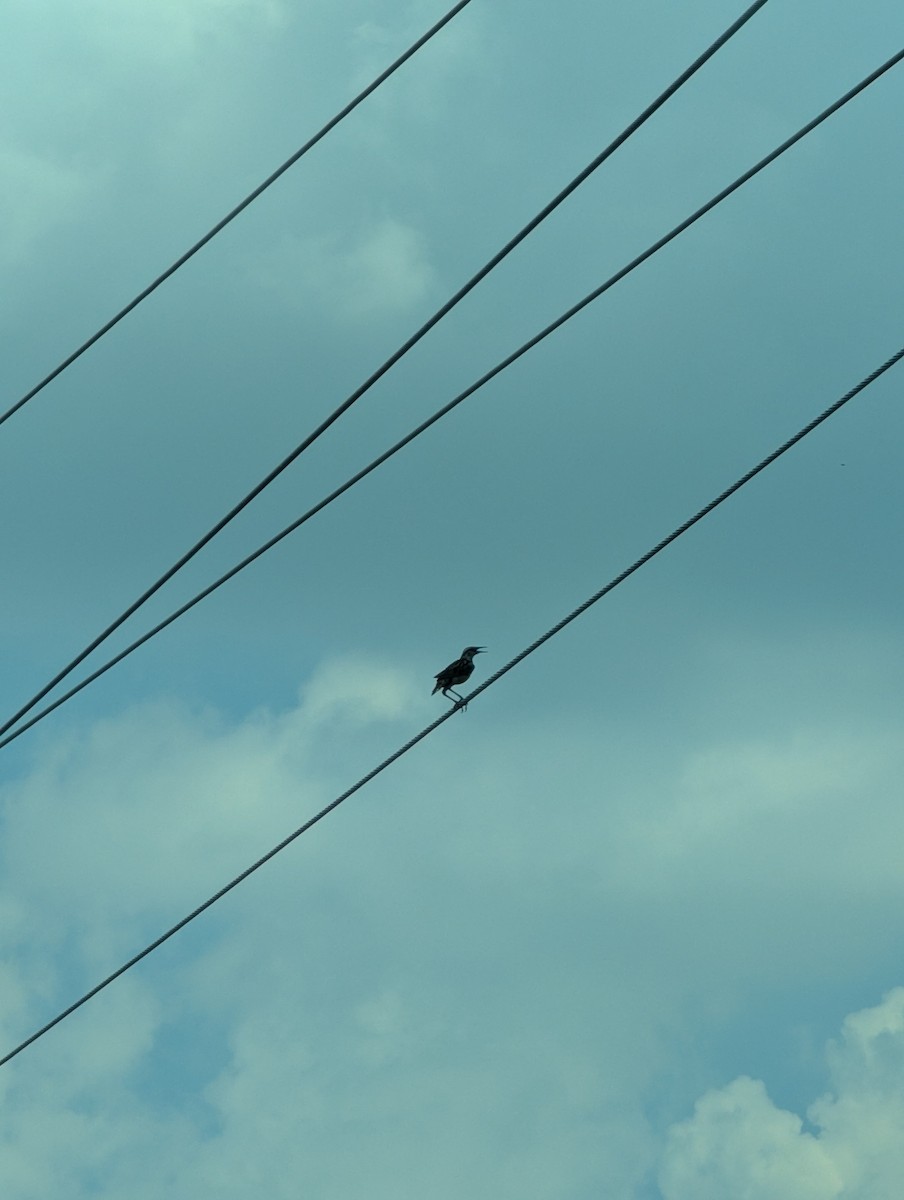Western Meadowlark - ML638950062