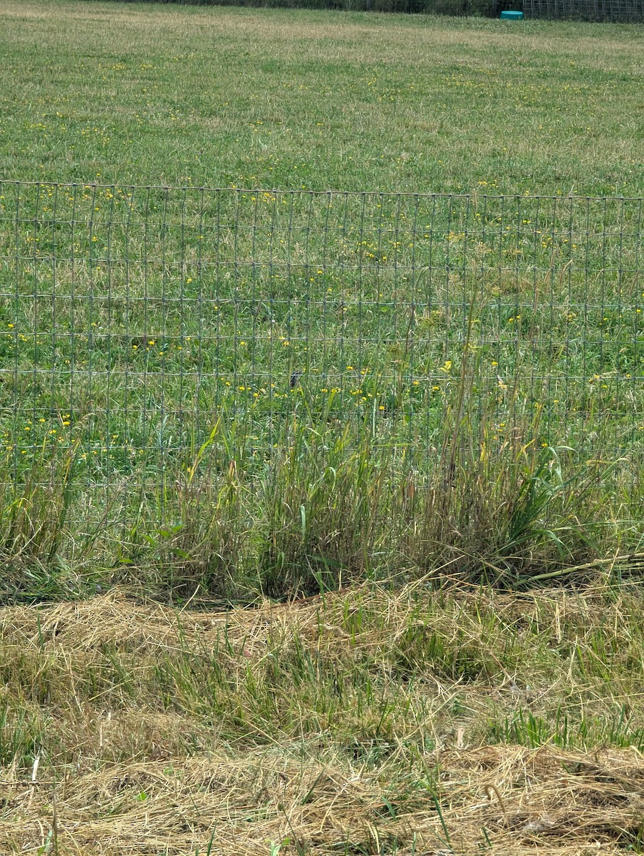 Western Meadowlark - ML638950063