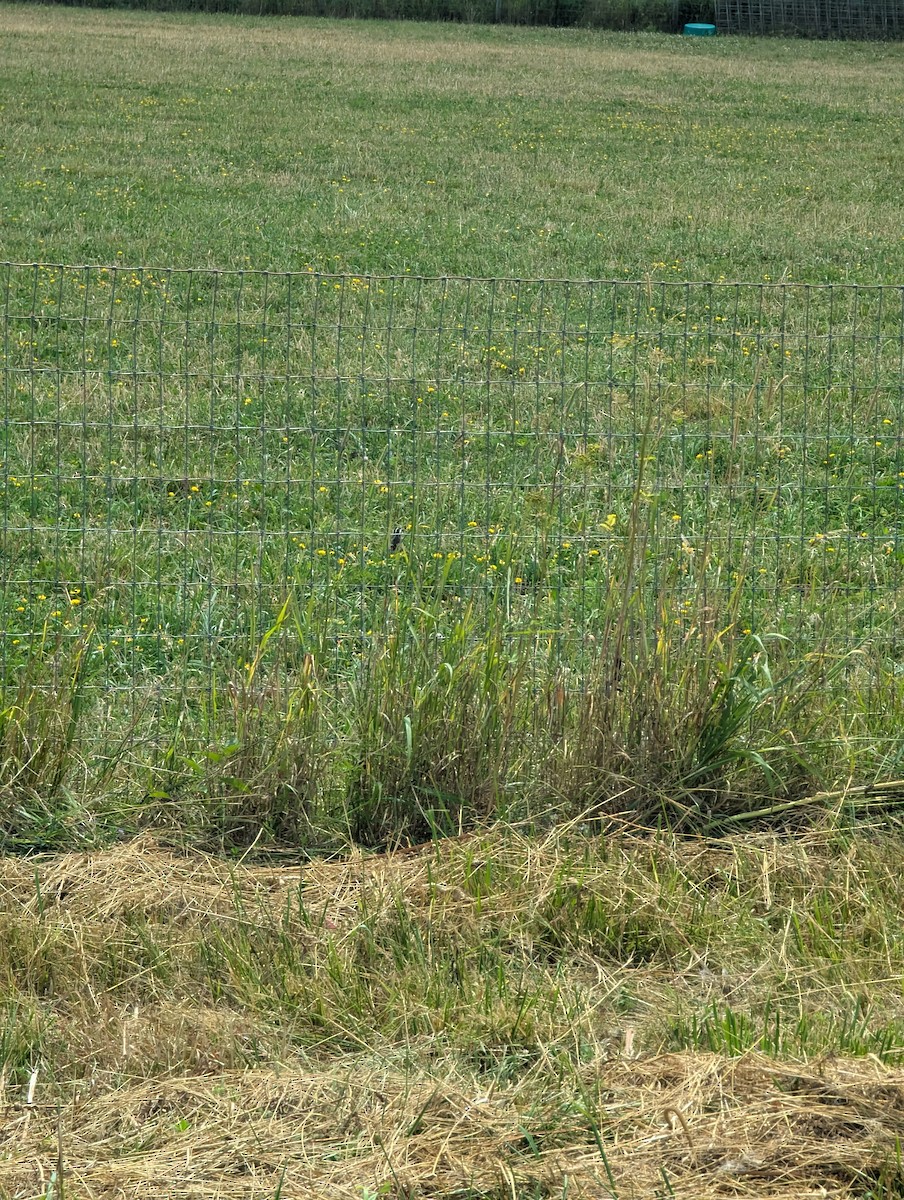 Western Meadowlark - ML638950064