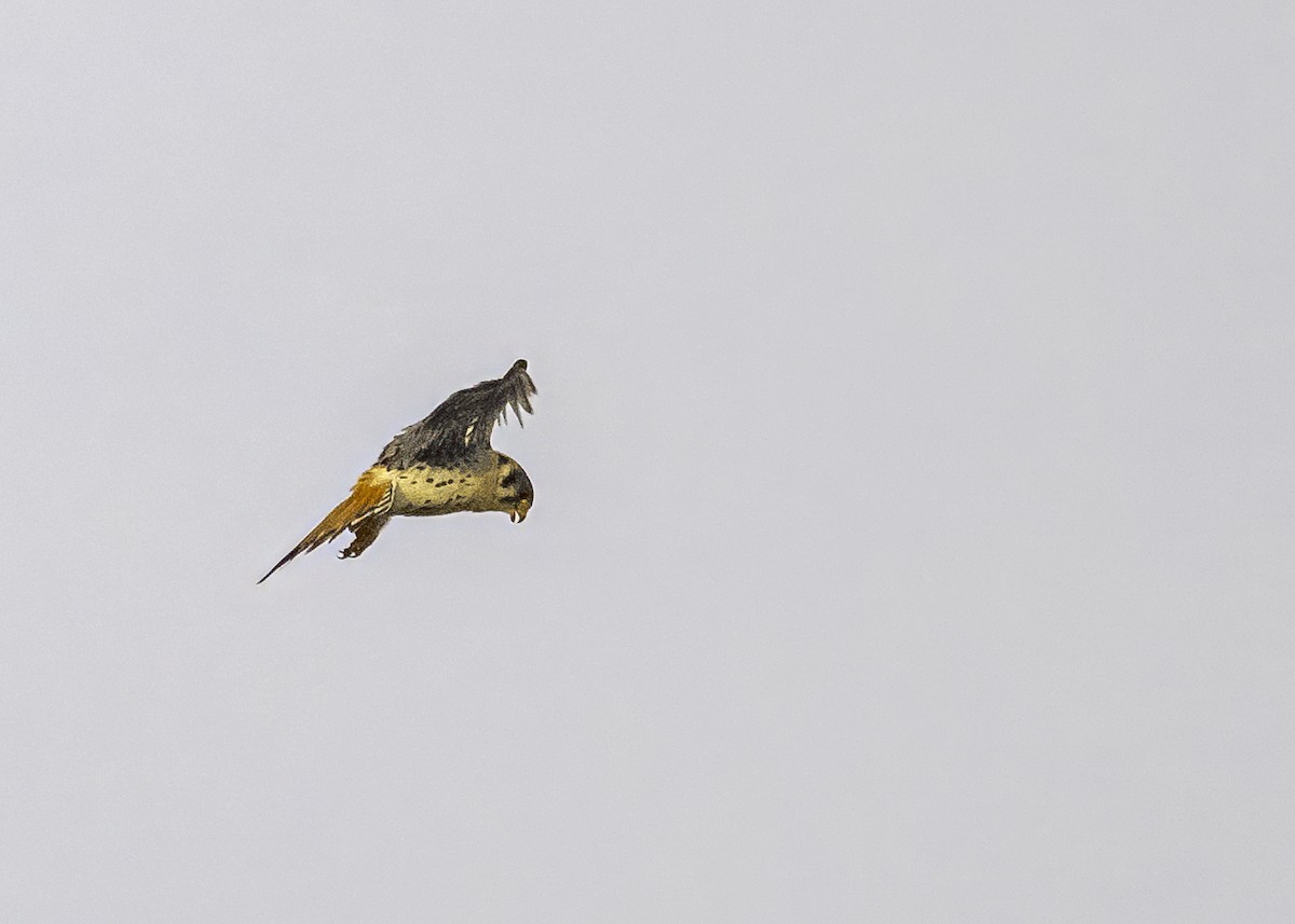 American Kestrel - ML638950066