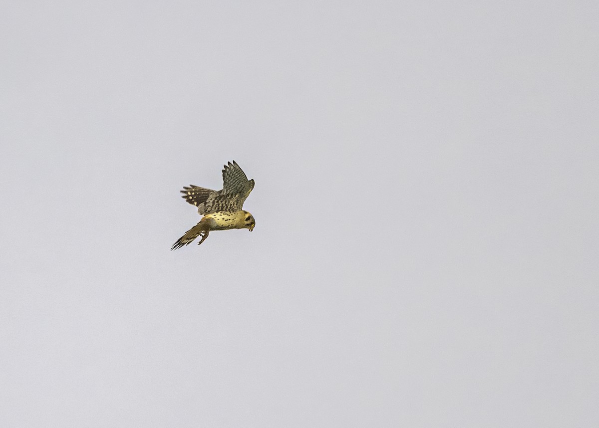 American Kestrel - ML638950067