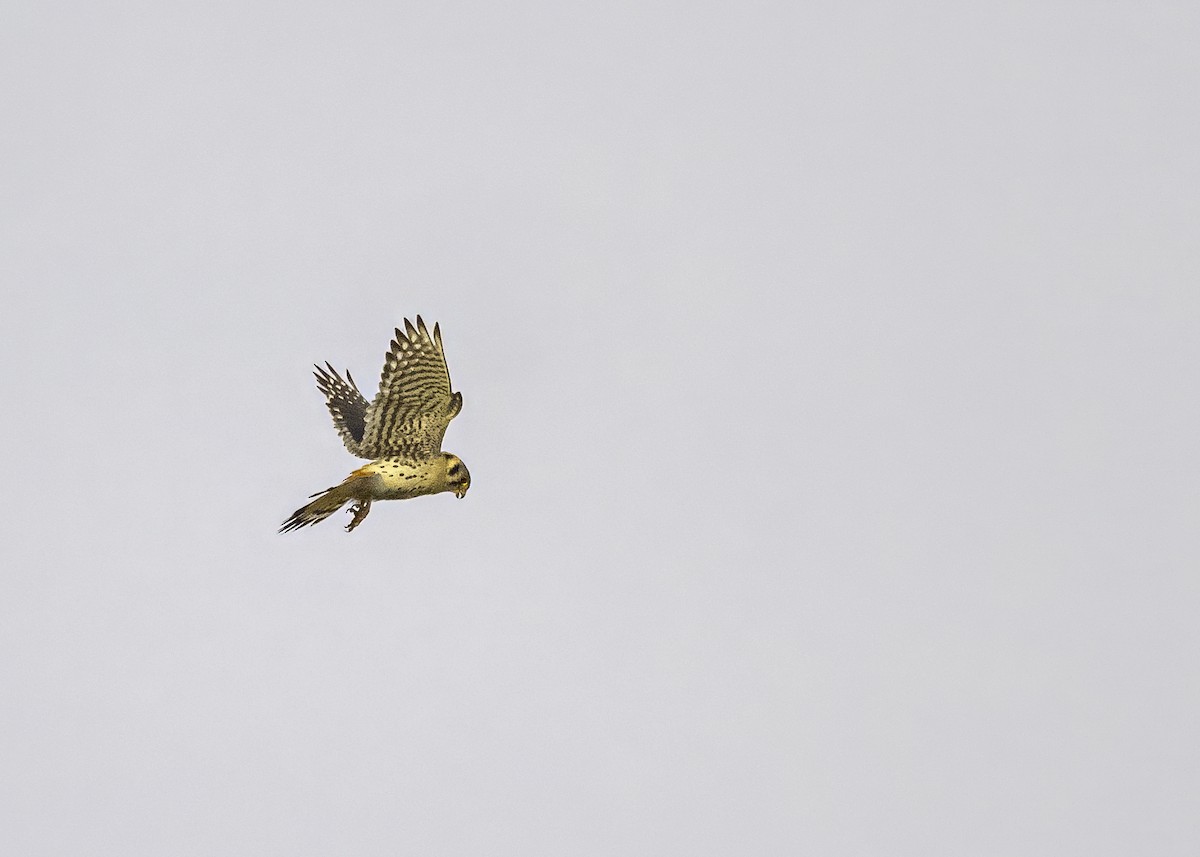 American Kestrel - ML638950068