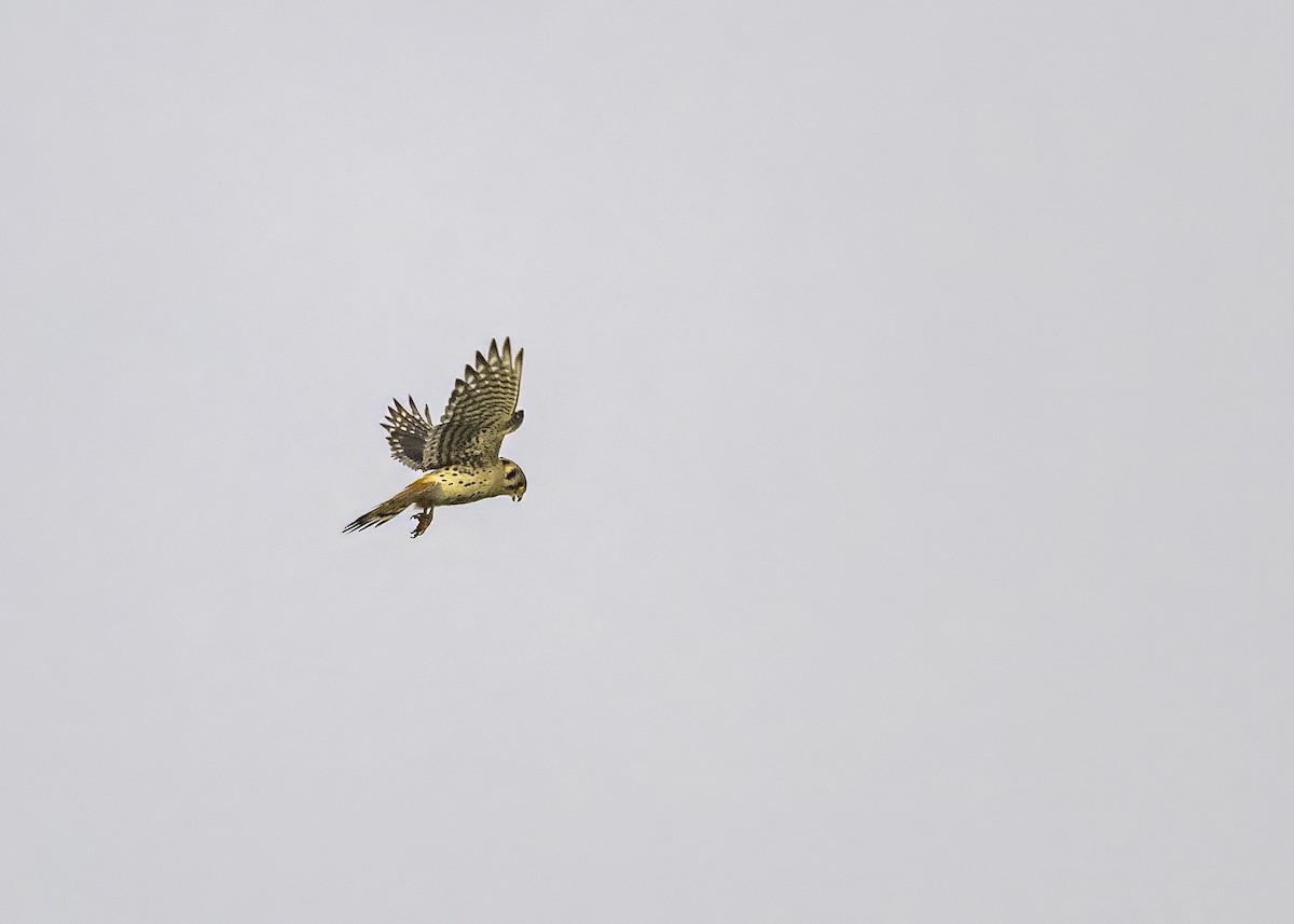 American Kestrel - ML638950069