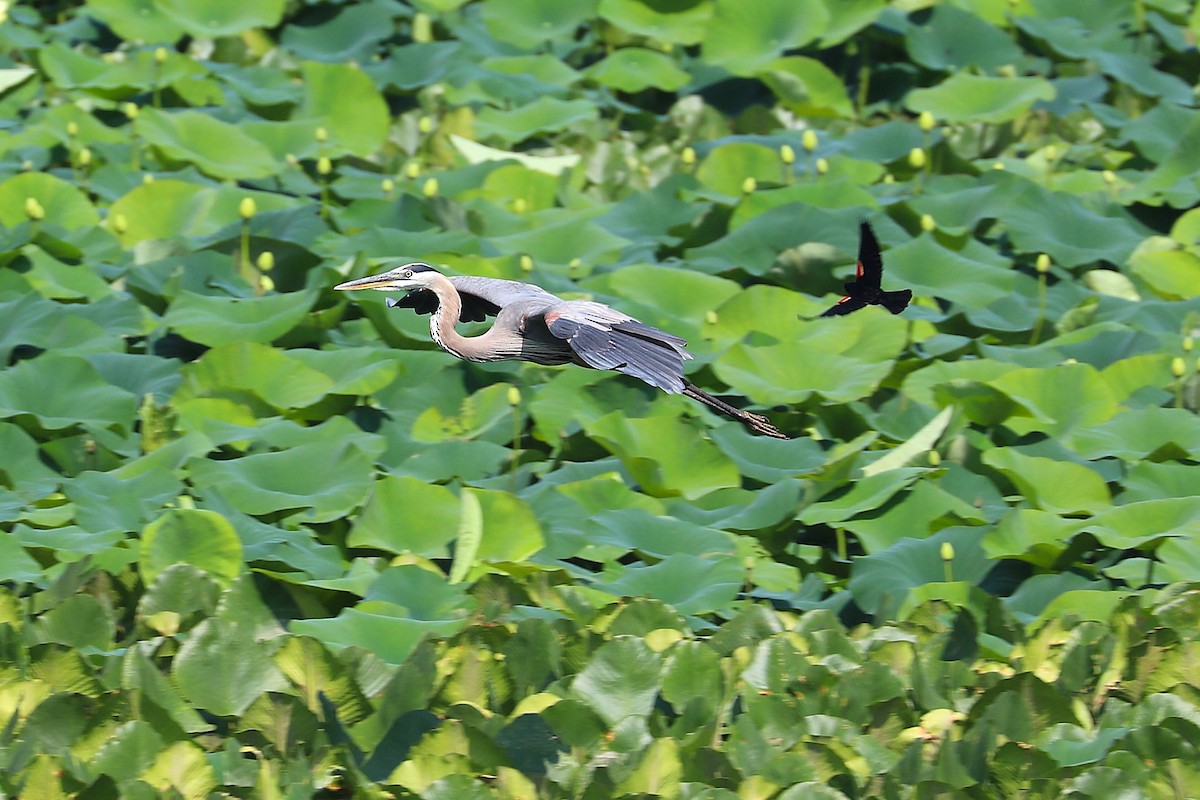 Great Blue Heron - ML638950080