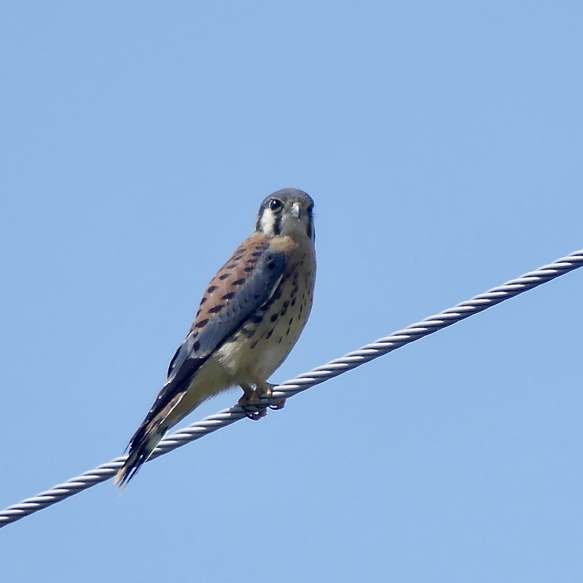 American Kestrel - ML638950114